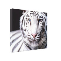 White Bengal Tiger Stretched Canvas Print