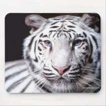 White Bengal Tiger Mouse Pads