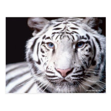 White Bengal Tiger Photography Postcards