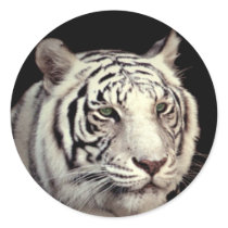 White Bengal Tiger Round Sticker