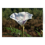 White Bindweed in Morning Sun cards