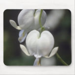 white Bleeding Heart, (Dicentra Spectabilis) flowe Mouse Pad