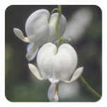white Bleeding Heart, (Dicentra Spectabilis) flowe Stickers