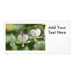 White Bleeding Hearts Flowers photo cards