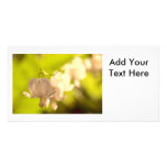 White Bleeding Hearts Photo photo cards