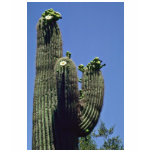 White Blooms On Saguaro Cactus flowers t-shirts