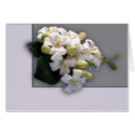 White Blossom cards