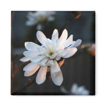 White Blossom Fridge Magnets