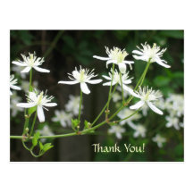 white blossom Thank You postcards