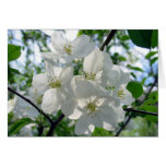 White Blossoms cards