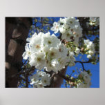 White Blossoms I Print