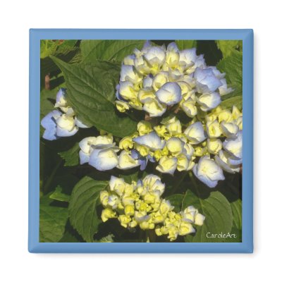 White Blue Hydrangeas Refrigerator Magnets by CaroleArt