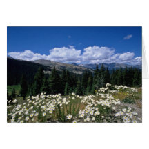 white Boreas Pass, Breckenridge flowers Greeting Cards
