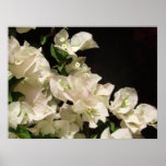 White Bougainvillea Flowers Poster posters
