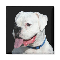 White Boxer magnet