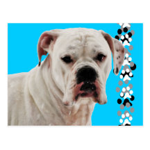 White Boxer Photo Post Card