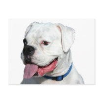 White Boxer postcard