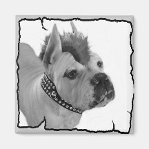 White Boxer Punk Magnet