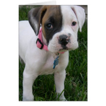 White Boxer Puppy Card