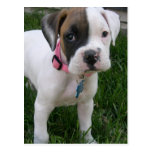 White Boxer Puppy Postcard