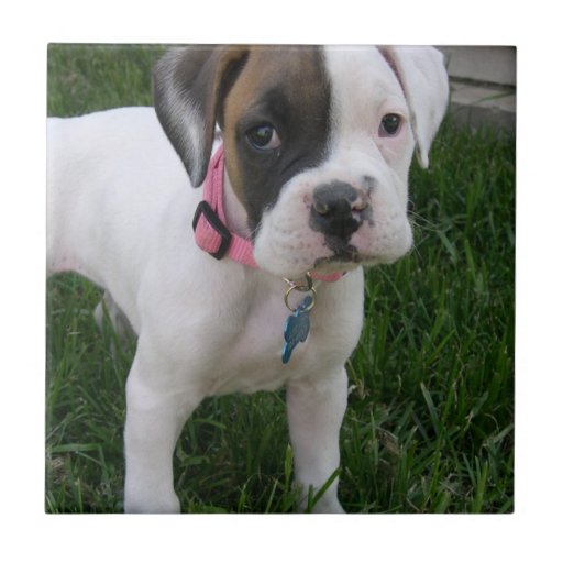 White Boxer Puppy Tile