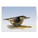 White-breasted Nuthatch cards