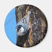 White Breasted Nuthatch Fridge Magnet