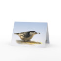 White-breasted Nuthatch Friendship cards