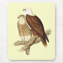 White Breasted Sea Eagle. Large Bird of Prey. Mouse Pad