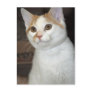 White/Brown American Shorthair Cat Postcards