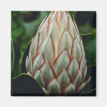 white Bud of Protea cynaroides flowers Magnets