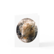 White Buffalo Greeting Cards