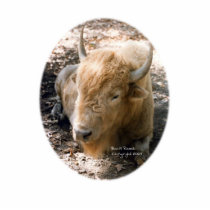 White Buffalo Pin Photo Sculptures