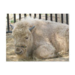 White Buffalo Postcard