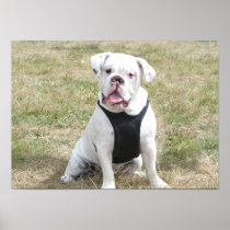 White bulldog poster