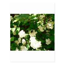 White Bush Flowers With Bee Postcards