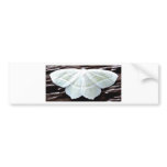 WHITE BUTTERFLY bumper stickers