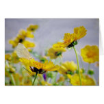White Butterfly cards
