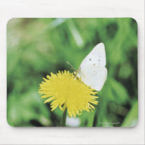 White butterfly feeding on a dandelion mouse pads