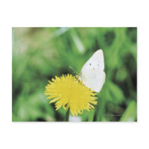 White butterfly feeding on a dandelion postcards