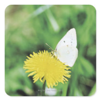 White butterfly feeding on a dandelion sticker