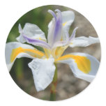 White Butterfly Iris Flower Sticker
