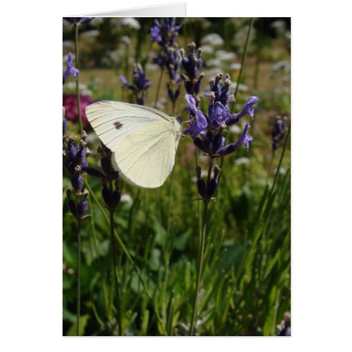 White butterfly on lavender blossoms greeting card