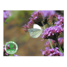 White Butterfly on Purple Wildflower Post Cards