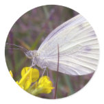 white butterfly stickers