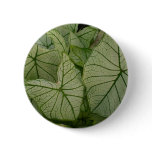 White caladium buttons