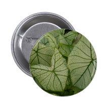 White caladium pinback buttons
