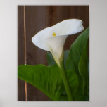 White Cali Lily posters