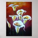 White Calla Lilies posters