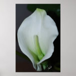 White Calla Lilly posters